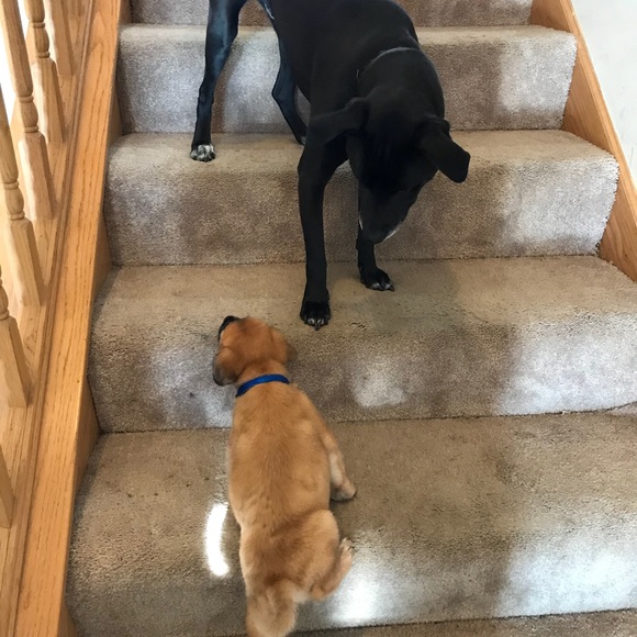 Meet your Posher, Manny - Picture 1 of 1